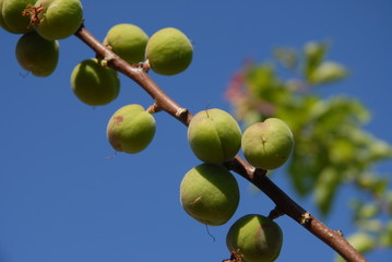 Unripe apricots on tree, also known as Armenian plum or Prunus armeniaca