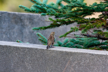 Cirl Bunting, (Emberiza cirlus) wildlife bird.