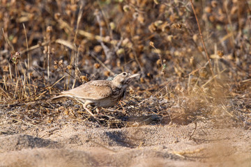 Crested Lark, cristata wildlife bird in gallery.