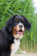 Bernese mountain dog puppy outside playing. Happy young puppy in the park.