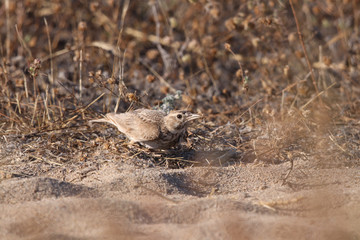 Crested Lark, cristata wildlife bird in gallery.