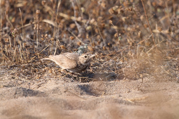 Crested Lark, cristata wildlife bird in gallery.