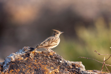 Crested Lark, cristata wildlife bird in gallery.