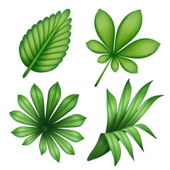 digital botanical illustration, tropical green leaves collection, nature design elements, jungle foliage clip art set isolated on white background