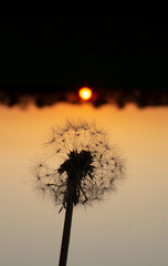 silhouette of a dandelion in the grass on a background of sunset