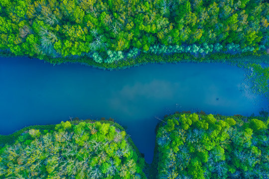 A magnificent blue pond of elongated shape among a dense wet green forest. A blue lagoon with unusual water is hidden in a dense wild forest. An aerial shot from a drone. Ukraine blue Pond.