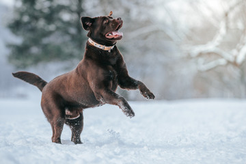 Beautiful chocolate labrador retriever posing outside at winter. Labrador in the snow.