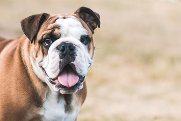 Fototapeta premium English bulldog puppy in action with crazy faces. Bulldog running in the beach.