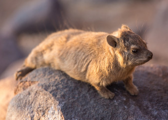 Daman siting on a stone and basking in the sun and looking friendly and with interest. Namibia. Africa.
