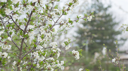 Branches of blossoming apricot macro with soft focus on gentle light blue sky background. For easter and spring greeting cards with beautiful floral spring abstract background of nature