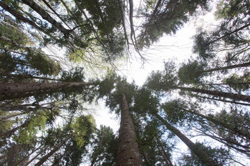 wide view of forest. looking up