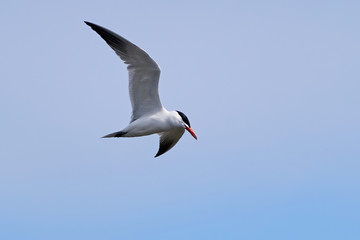 Caspian tern (Hydroprogne caspia) in its natural enviroment