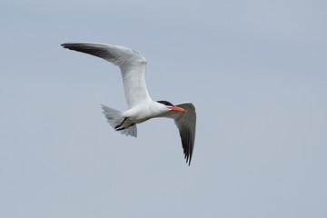 Fototapeta premium Caspian tern (Hydroprogne caspia) in its natural enviroment