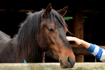 Obraz premium A child's hand caresses the horse