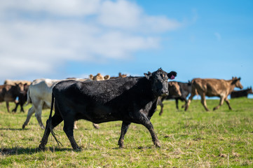 Beef cows and calfs grazing on grass in south west victoria, Australia. eating hay and silage....