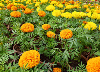 Marigolds shades of yellow and orange, Floral background