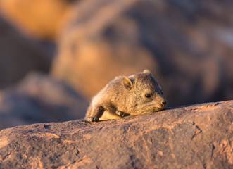 Naklejka na ściany i meble Daman siting on a stone and basking in the sun and looking friendly and with interest. Namibia. Africa.