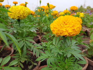 Marigolds shades of yellow and orange, Floral background