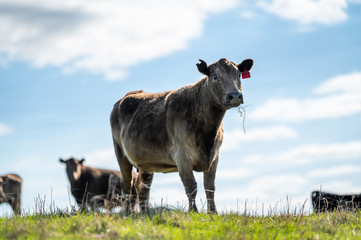 Beef cows and calfs grazing on grass in south west victoria, Australia. eating hay and silage....