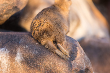 Daman siting on a stone and basking in the sun and looking friendly and with interest. Namibia. Africa.
