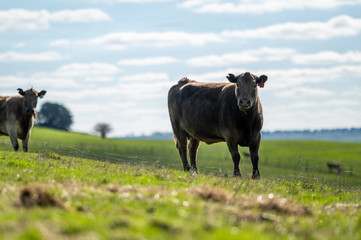 Beef cows and calfs grazing on grass in south west victoria, Australia. eating hay and silage....