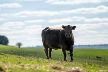 Beef cows and calfs grazing on grass in south west victoria, Australia. eating hay and silage....