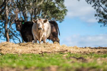 Beef cows and calfs grazing on grass in south west victoria, Australia. eating hay and silage....