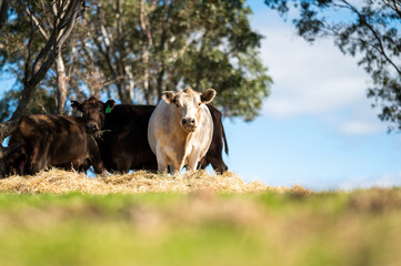 Beef cows and calfs grazing on grass in south west victoria, Australia. eating hay and silage....