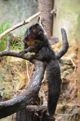 White-faced Saki (Pithecia pithecia) in Frankfurt am Main zoo