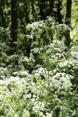 Woodland Undergrowth in Spring