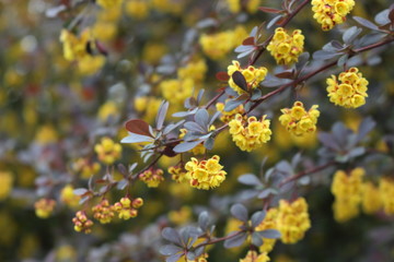 Barberry flowers bloomed on a bush in spring. 