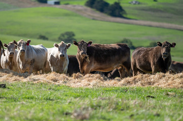 Beef cows and calfs grazing on grass in south west victoria, Australia. eating hay and silage....