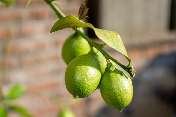 Gr&uuml;ne Zitronen