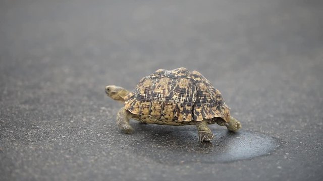 Tortoise walking slowly on tar road