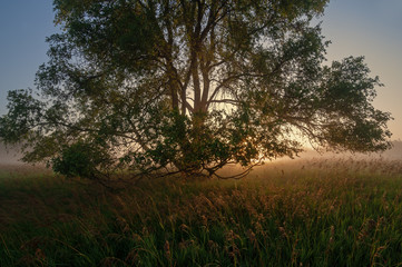 Fototapeta na wymiar Summer meadow in fog with silhouetted tree and golden grasses at sunrise, Al Sabo Land Preserve, Michigan, USA