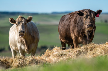 Beef cows and calfs grazing on grass in south west victoria, Australia. eating hay and silage....