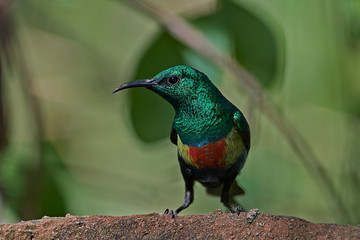 Beautiful sunbird (Cinnyris pulchella)