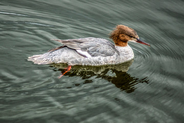 trac\ © Henryk Olszewski