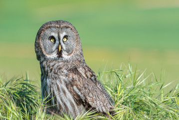 Cárabo (Strix aluco)  © Esther Cardoso