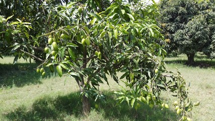 green raw mango Mangifera indica hanging on the tree 