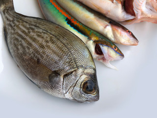 Raw fish from mediterranean see