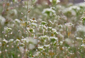 Flowers of Shepherd's purse or Capsella bursa pastoris.