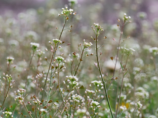Flowers of Shepherd's purse or Capsella bursa pastoris.