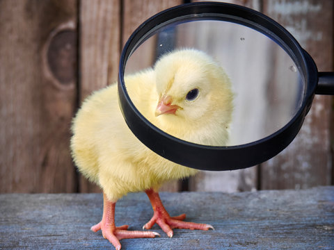Small yellow chicken close up.