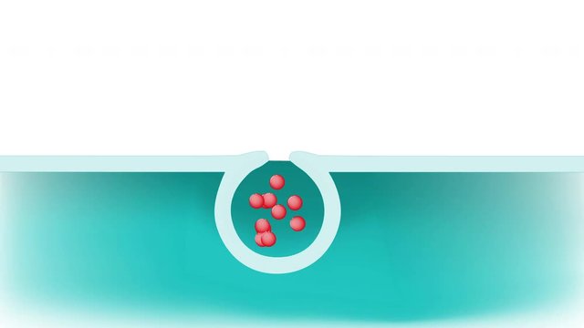 Exocytosis. cell transports molecules (neurotransmitters and proteins) out of the cell