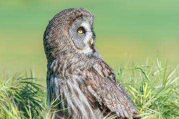 Fototapeta premium Cárabo (Strix aluco) 