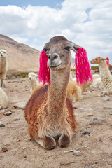 Llama in the Colca Canyon Arequipa