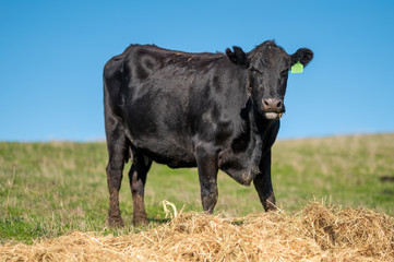 Beef cows and calfs grazing on grass in south west victoria, Australia. eating hay and silage....