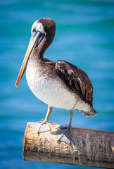Big Brown Pelican Seating on the Stone near Vina Del Mar, Chile