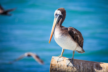 Big Brown Pelican Seating on the Stone near Vina Del Mar, Chile